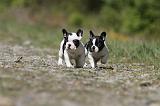 BOULEDOGUE FRANCAIS 386